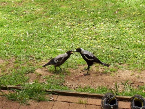 Maggies 001 (Small).JPG