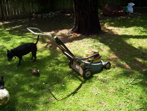 1 a 35 Year Old Mower 001 (Medium).JPG