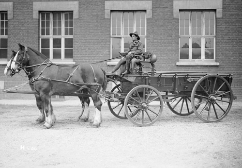 horse and buggy.png