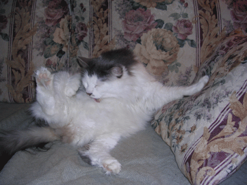 DSCN2863.gif