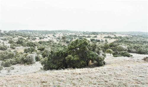 ice storm 2023.JPG