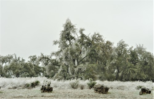 ice storm.1.JPG