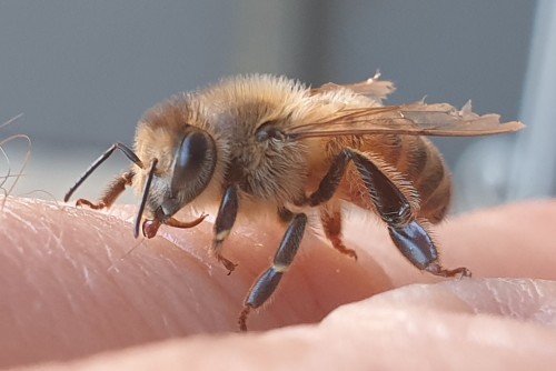 Bee01b.jpg