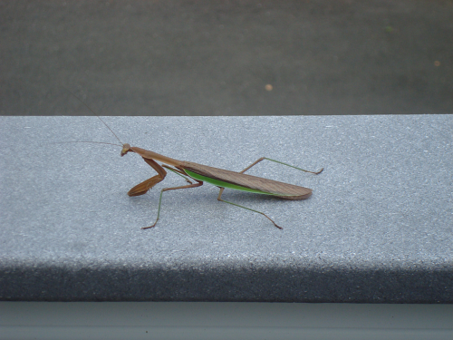 Chinese Mantis.png