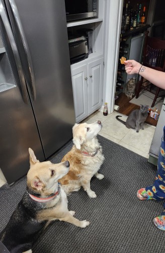 dogs cats 9-21-24.jpg