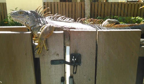 FL_Alligator_1.jpg