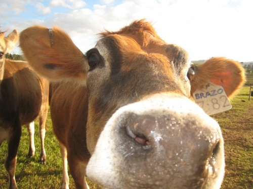 I am not a farmer, We buy milk in from two farms and process it for sale in the local market. We use only Jersey cow milk. It is rich and creamy stuff.