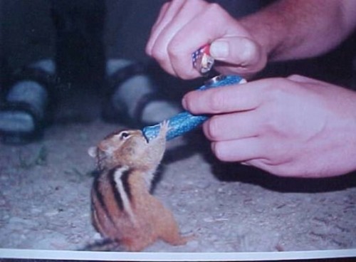 chipmunk.jpg