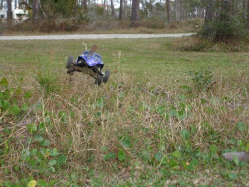 bug (4).jpg