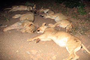 5lions_faye3[1].jpg