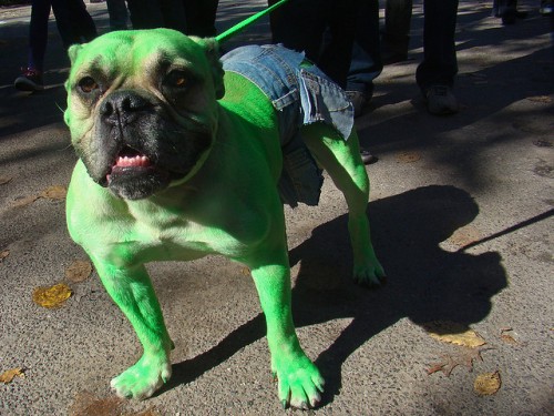 incredible-hulk-dog-fancy-dress-12892646384.jpg