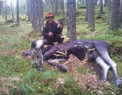 Moose.jpg