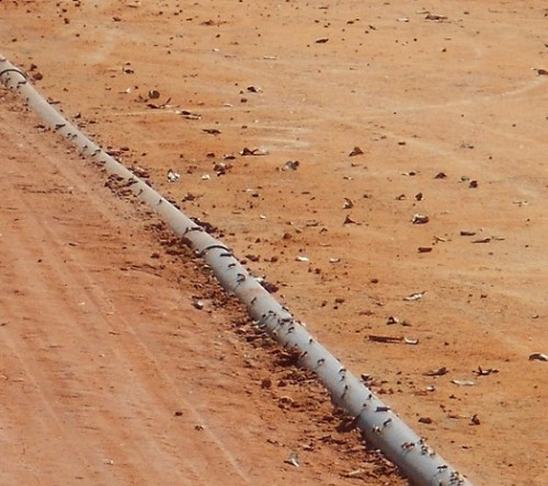 Must've sprayed the track with sugar-water....honey bees were everywhere.