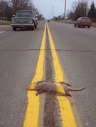 opossum.jpg