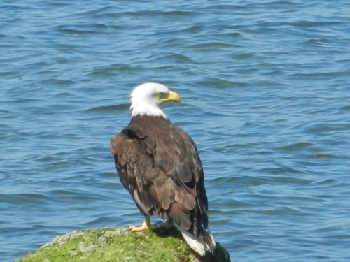 eagle1.jpg