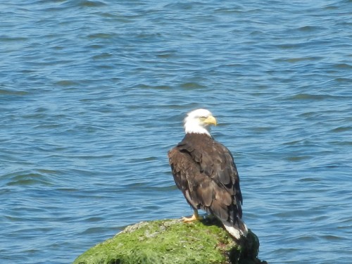 eagle2.jpg