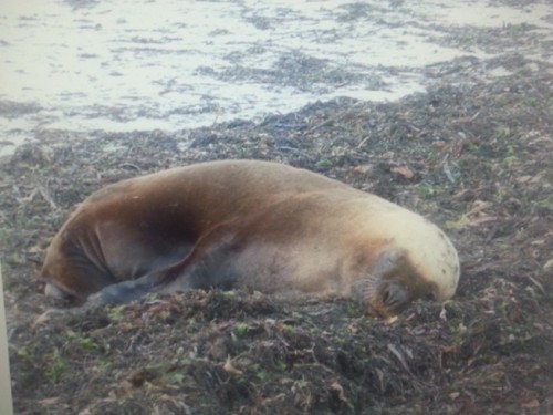 Seal.jpg