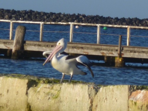 Pelican.JPG