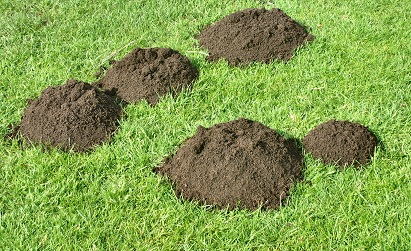AccComm-Mole-hills.jpg