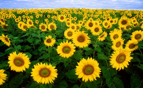 Sunflowers-flipwils11-june2014.jpg