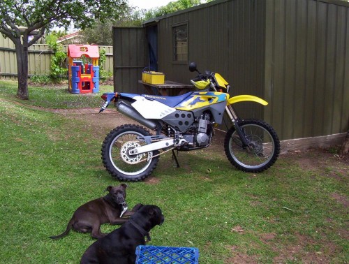 My dogs and my Husky (medium).JPG