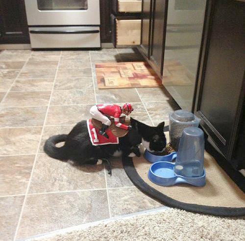 cat.jpg